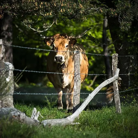 Logis Et Chez Camillou Aumont-Aubrac